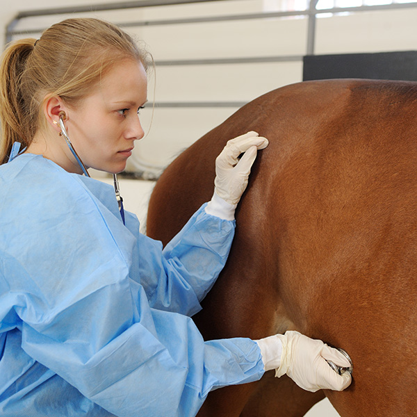 Study Equine Welfare and Rehabilitation